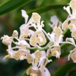 Vanda Tricolor var. Suavis 'Alba'