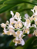 Vanda Tricolor var. Suavis 'Alba'