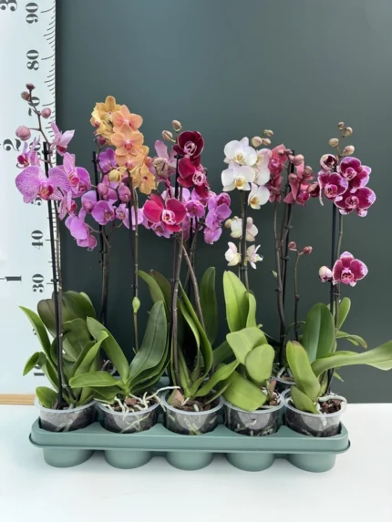 zzz &bull; Ελληνικές Ορχιδέες &bull; Μοναδικές ορχιδέες με στυλ και αρώματα!