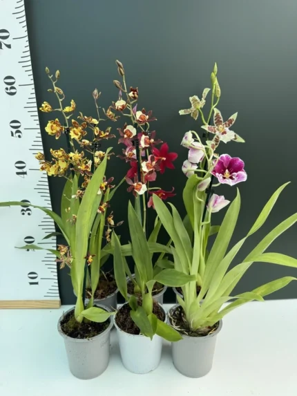 zzzzzz &bull; Ελληνικές Ορχιδέες &bull; Μοναδικές ορχιδέες με στυλ και αρώματα!