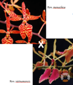 Renanthera Monachica x Vietnamensis