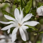 Μαγνόλια – Magnolia 'Stellata'