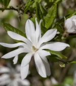 Μαγνόλια – Magnolia 'Stellata'