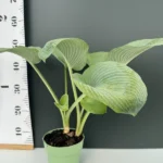 Hosta - Silver Leaves