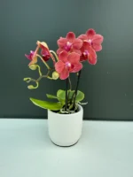 Λευκό Κασπώ 7cm - Image 2