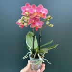 Phalaenopsis Mini - Coral