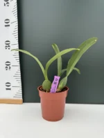 Gomesa Jiaho Queen (Oncidium Sabine Meyer) - Image 2