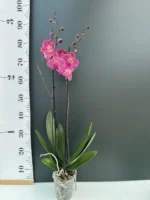 Phalaenopsis Magic Coral Big Lip - Image 2