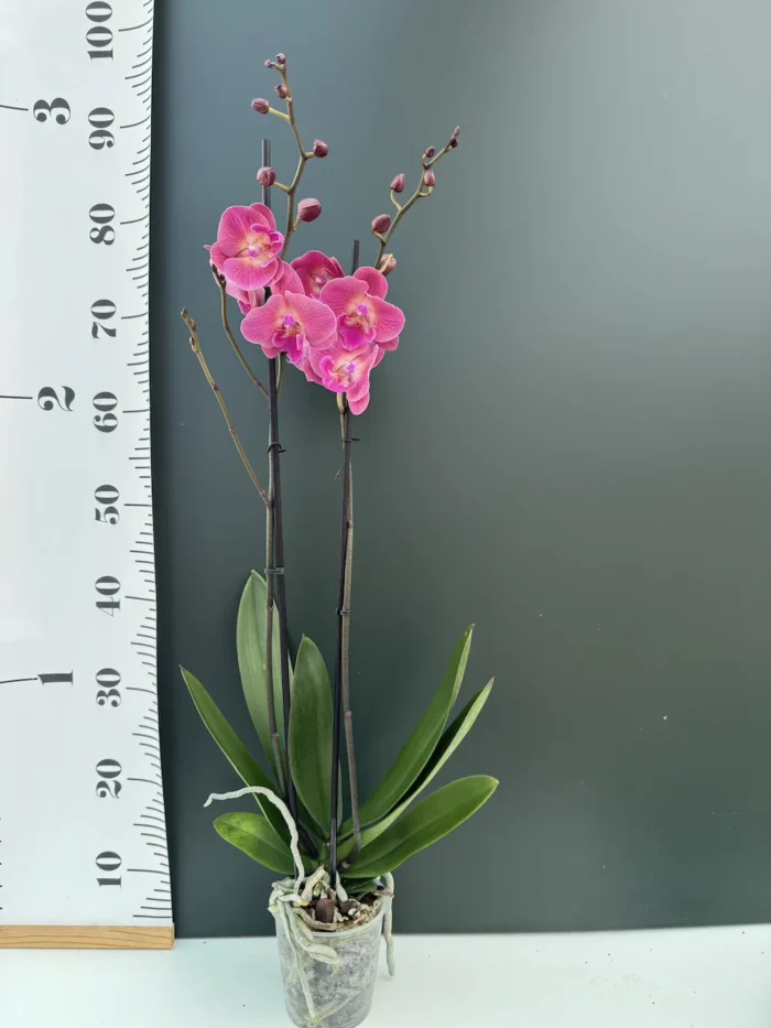Phalaenopsis Magic Coral Big Lip - Image 2