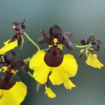 Gomesa Jiaho Queen (Oncidium Sabine Meyer)
