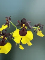 Gomesa Jiaho Queen (Oncidium Sabine Meyer)