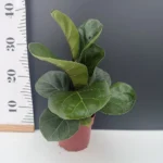 Ficus Bambino "Lyrata"