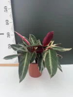 Stromanthe triostar - Image 2