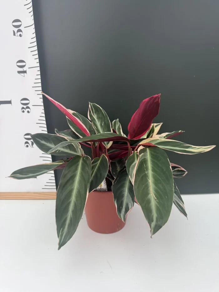 Stromanthe triostar - Image 2