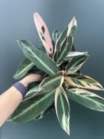 Stromanthe triostar
