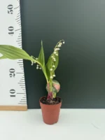 Κονβαλάρια ή Μιγκέ (Convallaria majalis) - Image 2