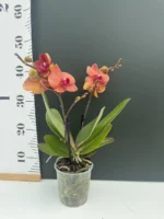 Phalaenopsis Spirit Orange - Image 2