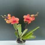 Phalaenopsis Spirit Orange