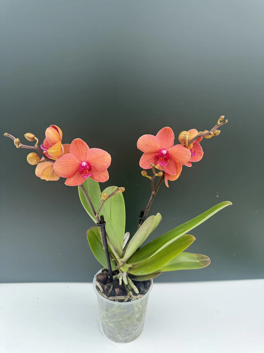 IMG_6210 Phalaenopsis Spirit Orange - Image 1