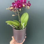 Phalaenopsis Lola Mini + Αυτοποτιζόμενο κασπώ