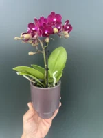 Phalaenopsis Lola Mini + Αυτοποτιζόμενο κασπώ