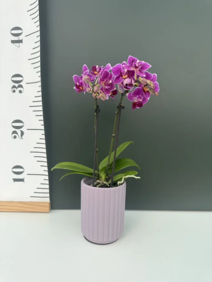Phalaenopsis Purple Mini + Αυτοποτιζόμενο κασπώ - Image 2