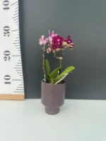 Phalaenopsis Lola Mini + Αυτοποτιζόμενο κασπώ - Image 2
