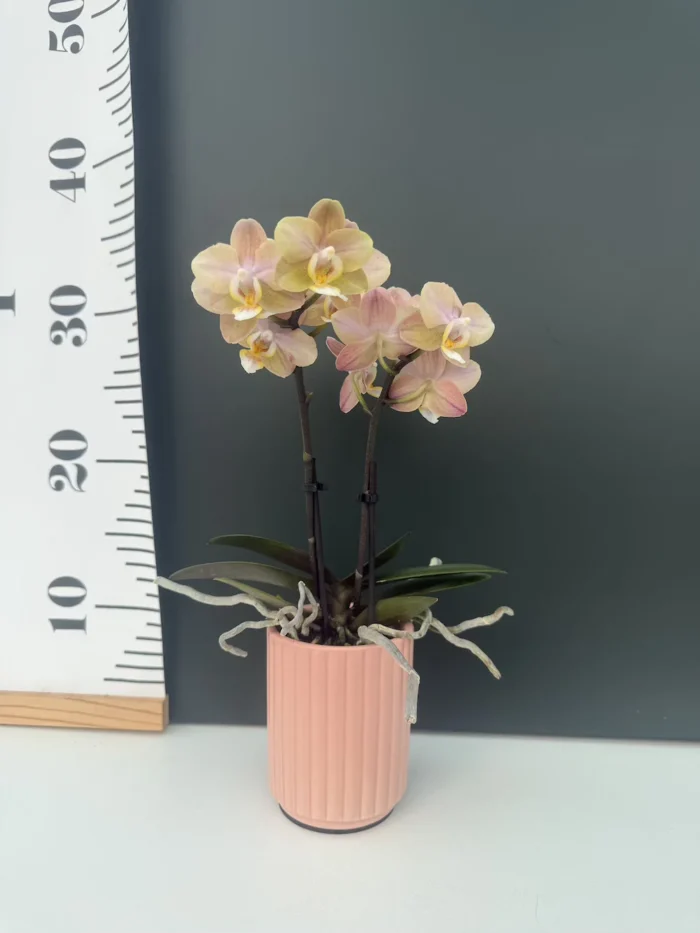 Phal. Honey Mini με Αυτοποτιζόμενο κασπώ - Image 2