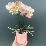 Phal. Honey Mini με Αυτοποτιζόμενο κασπώ