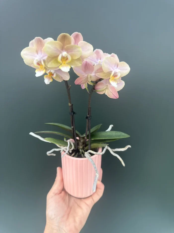 Phal. Honey Mini με Αυτοποτιζόμενο κασπώ - Image 1