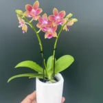 Phalaenopsis Golden Sun - Kασπώ.
