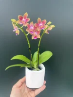 Phalaenopsis Golden Sun - Kασπώ.