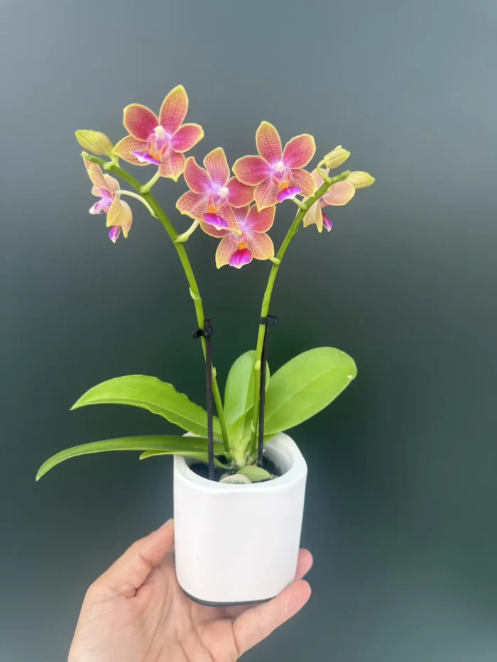 IMG_6229 Phalaenopsis Golden Sun - Kασπώ. - Image 1