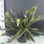 Platycerium