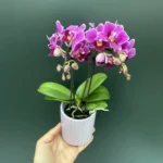 Phalaenopsis Purple Mini + Αυτοποτιζόμενο κασπώ