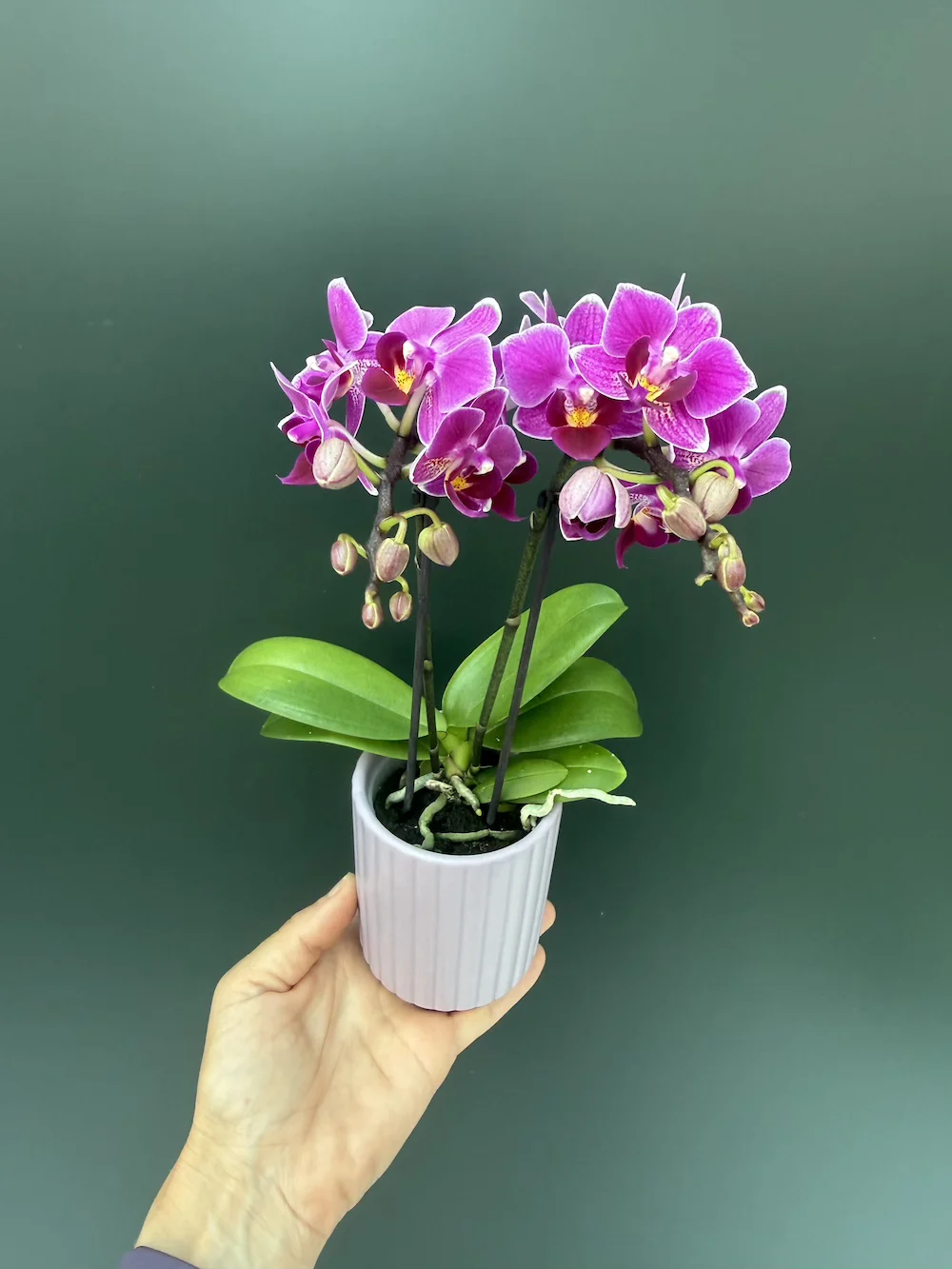 IMG_6231 Phalaenopsis Purple Mini + Αυτοποτιζόμενο κασπώ - Image 1