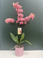 Κασπώ Sweet Pink Cubes 12cm - Image 2