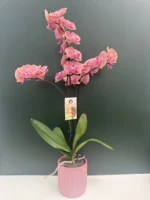 Κασπώ Sweet Pink 12cm - Image 2