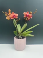 Κασπώ Light Pink 12cm - Image 2