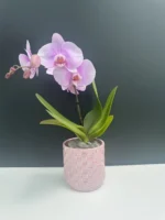 Κασπώ Light Pink Cubes 12cm - Image 2