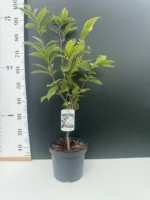 Μαγνόλια – Magnolia sulagiana - Image 3
