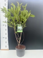 Μαγνόλια – Magnolia 'Stellata' - Image 2