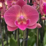 Phalaenopsis Magic Coral Big Lip