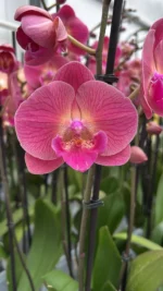 Phalaenopsis Magic Coral Big Lip