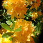 Rhododendron (Azalea) knaphill yellow