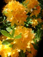Rhododendron (Azalea) knaphill yellow