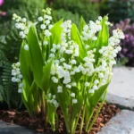 Κονβαλάρια ή Μιγκέ (Convallaria majalis)
