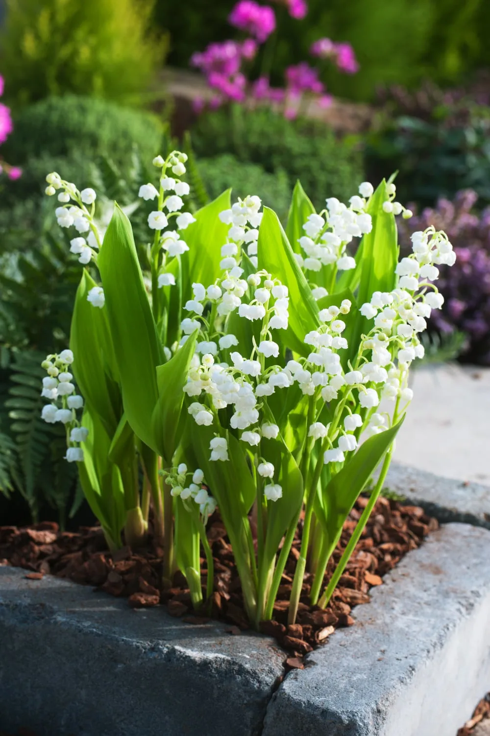convallaria-majalis-10 Κονβαλάρια ή Μιγκέ (Convallaria majalis) - Image 1