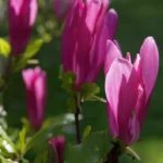 Μαγνόλια – Magnolia 'susan'