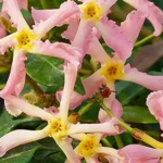 Trachelospermum jasminoides 'Pink Showers' |